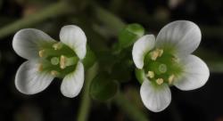Cardamine eminentia. Top view of flowers.
 Image: P.B. Heenan © Landcare Research 2019 CC BY 3.0 NZ